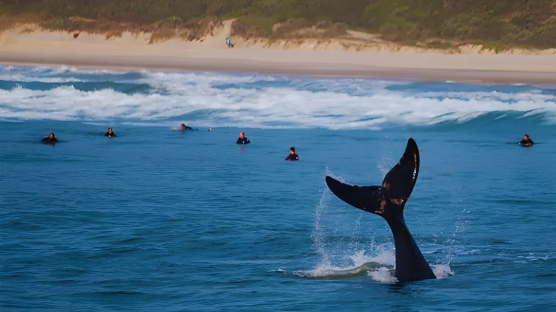 Baleia franca próxima a surfistas na praia de Garopaba
